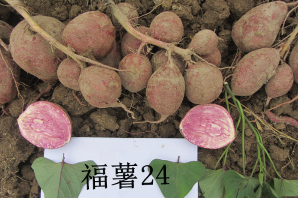 福薯24號 福薯24號