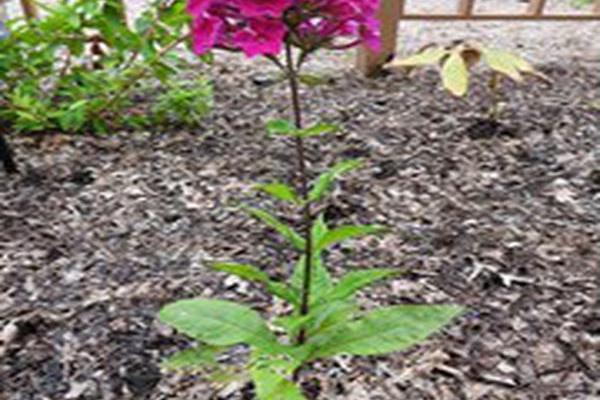 Phlox paniculata \x27Balsukafus\x27 SUPER KA-POW FUCHSIA Phlox paniculata \x27Balsukafus\x27 SUPER KA-POW FUCHSIA