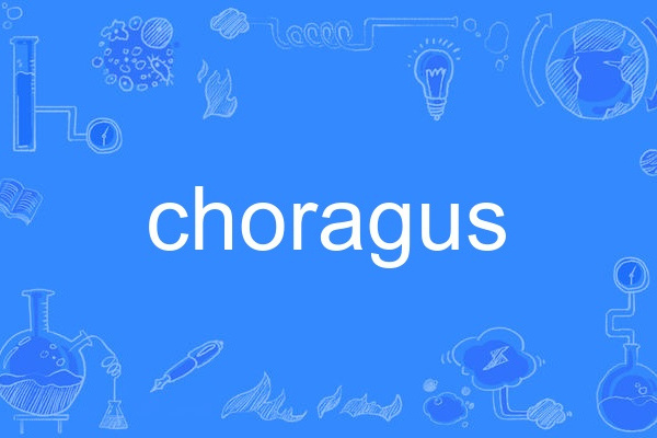 choragus choragus