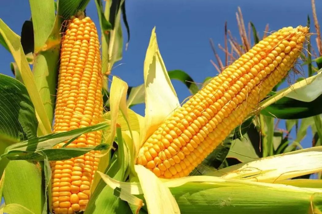 興農單5號 興農單5號