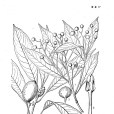 麻栗坡油丹 麻栗坡油丹