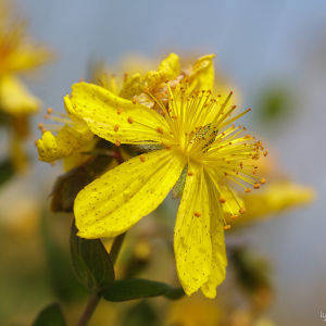 Hypericum richeri