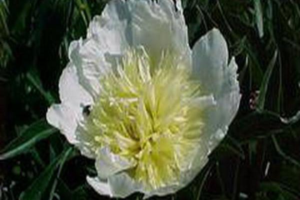 Paeonia lactiflora \x27Buttercup\x27