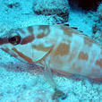 赤石斑魚