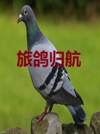 旅鴿歸航 旅鴿歸航