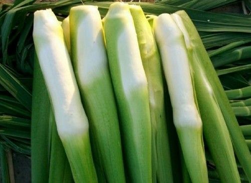 余茭4號 余茭4號