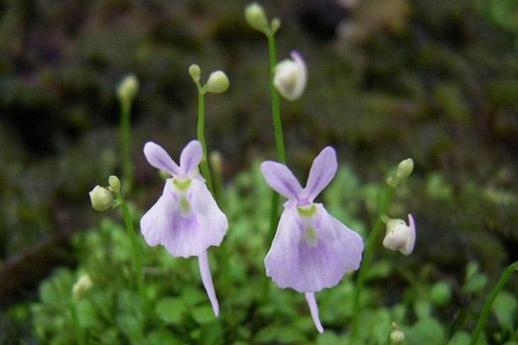 紫花狸藻 紫花狸藻