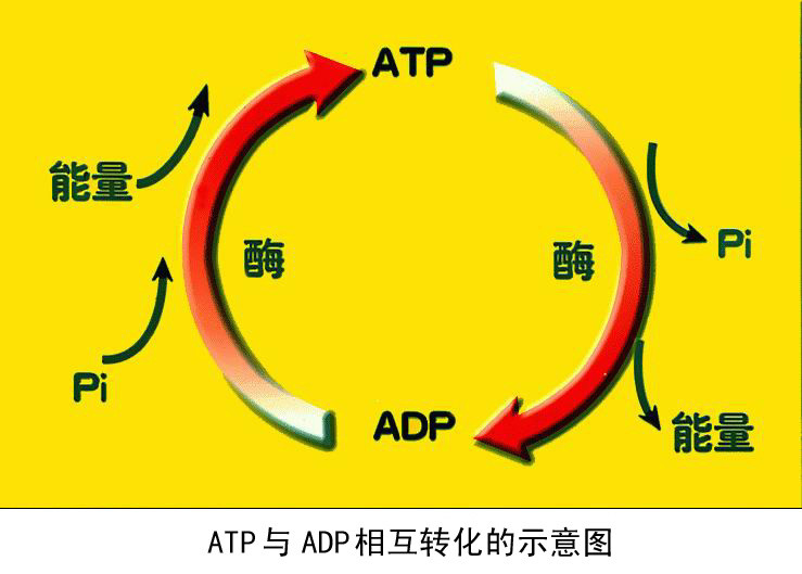 ATP/ADP交換體