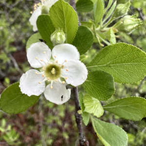 Crataegus lassa