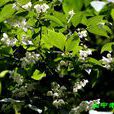 疏花山梅花 疏花山梅花