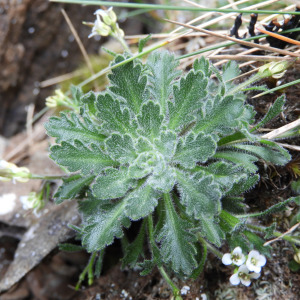 Pachycladon novae-zelandiae