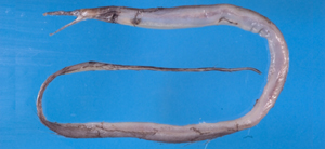 台灣絲尾海鰻