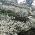 黃瓜山 黃瓜山