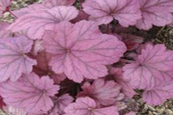 Heuchera \x27Inheuredfu\x27 DOLCE CINNAMON CURLS Heuchera \x27Inheuredfu\x27 DOLCE CINNAMON CURLS