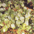 香葉樹(毛茛目樟科植物) 香葉樹(毛茛目樟科植物)