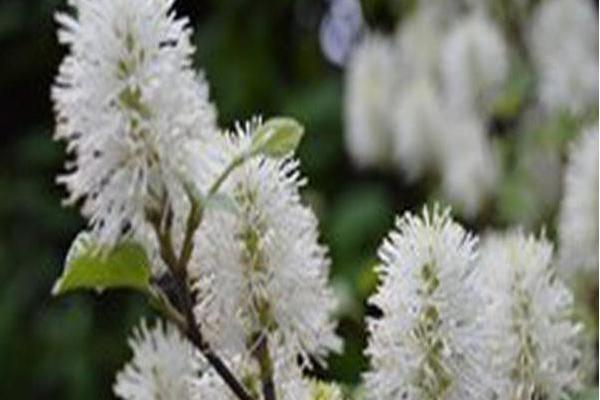 Fothergilla gardenii \x27Klmtwo\x27 BEAVER CREEK Fothergilla gardenii \x27Klmtwo\x27 BEAVER CREEK