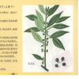 枸骨根(功勞根(功勞根)) 枸骨根(功勞根(功勞根))