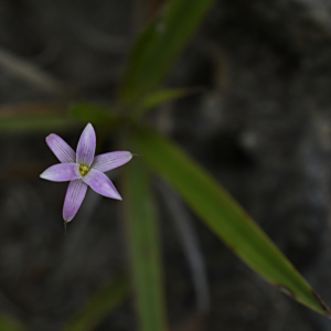 Barbaceniopsis vargasiana