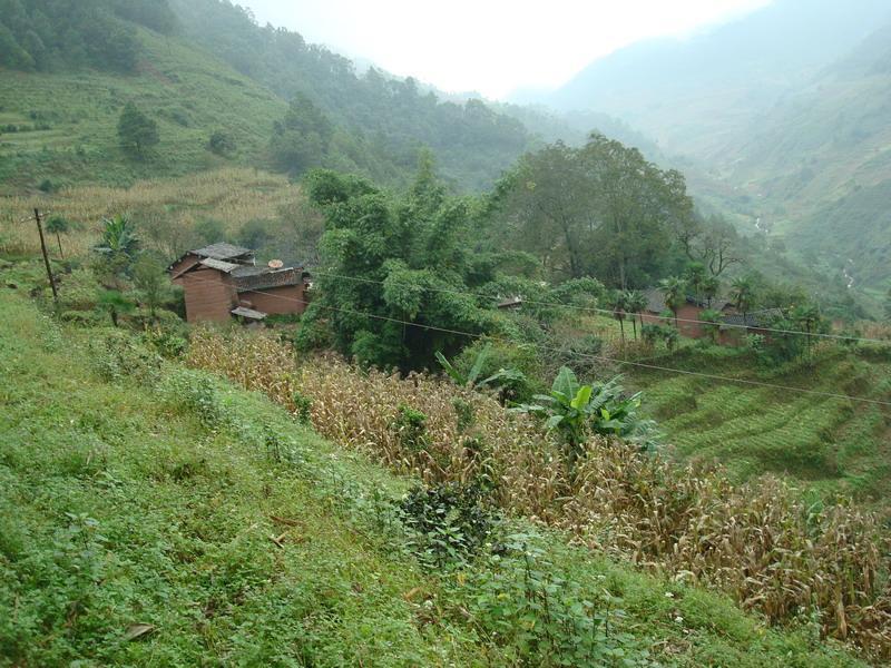 菜子山村 菜子山村