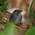 聖島竄鳥 聖島竄鳥
