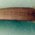 曼谷吻棘鰍