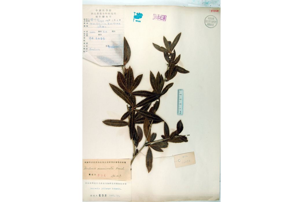 浙尖小檗 浙尖小檗