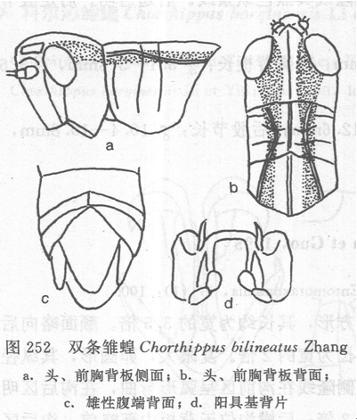 雙條雛蝗 雙條雛蝗