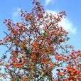 紅子木屬 紅子木屬