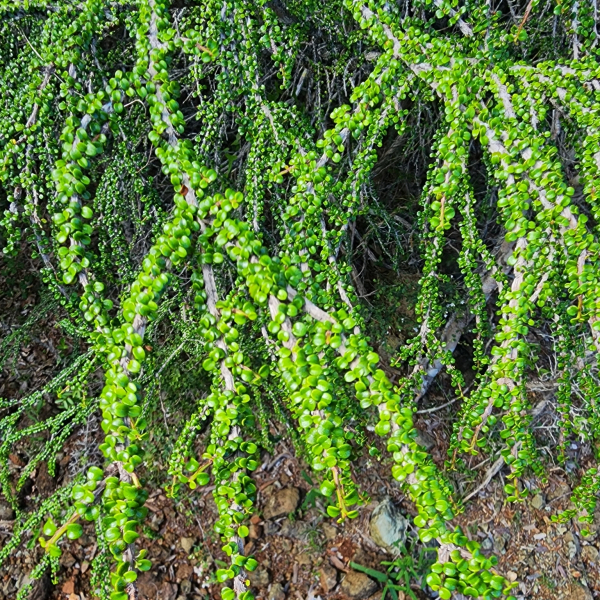 Erythroxylum minutifolium
