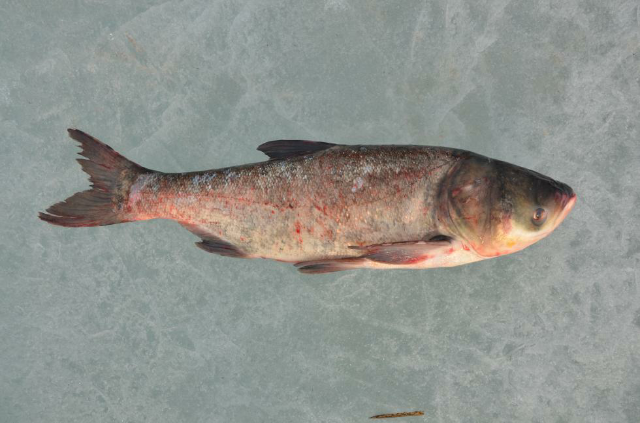 連環湖鱅魚