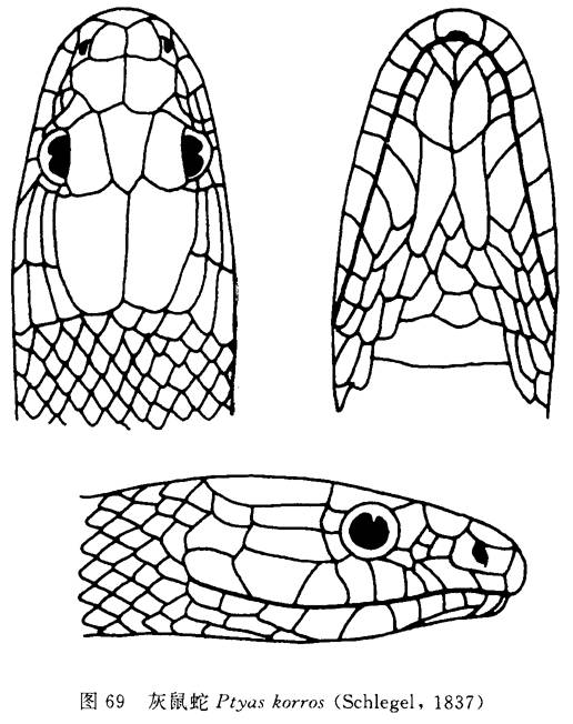 圖1.灰鼠蛇