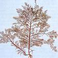 瓊枝(藻類植物) 瓊枝(藻類植物)