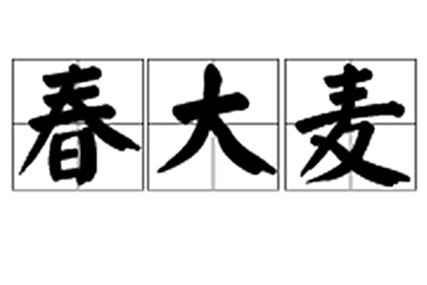 春大麥 春大麥