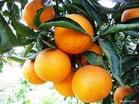 碩果纍纍的香橙樹