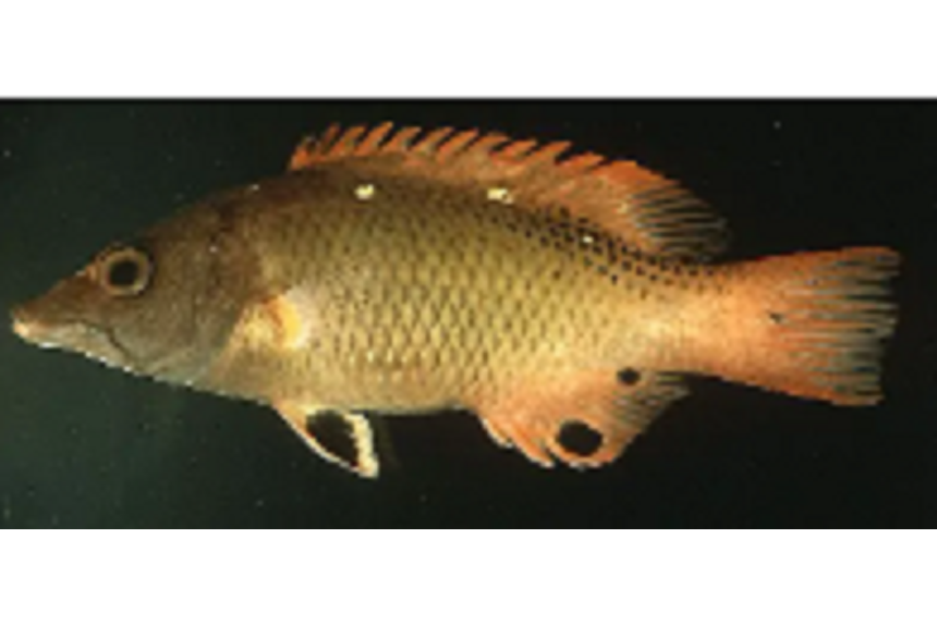 普提魚屬 普提魚屬