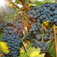 Dolcetto