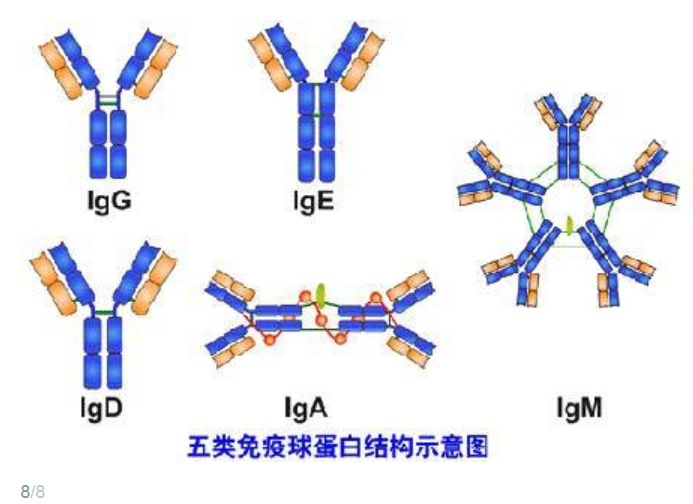 IG(免疫球蛋白)