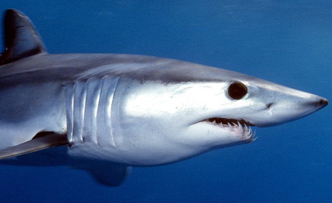 尖吻鯖鯊