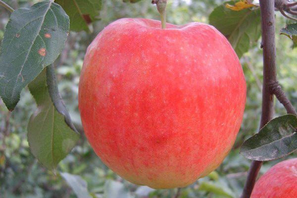 濃紅蘋果 濃紅蘋果