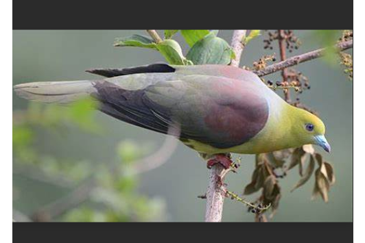 綠鳩屬 綠鳩屬