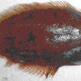 褐斑櫛鱗鰨