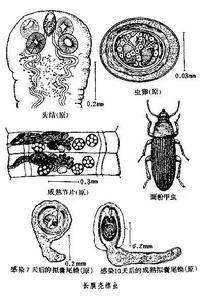 膜殼絛蟲屬