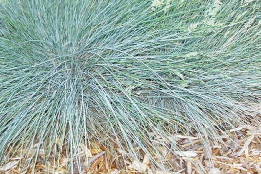Festuca glauca \x27Seeigel\x27 SEA URCHIN Festuca glauca \x27Seeigel\x27 SEA URCHIN