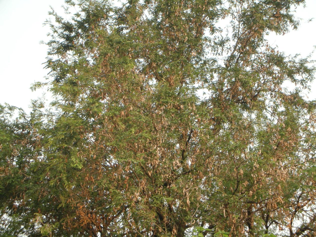 酸角樹