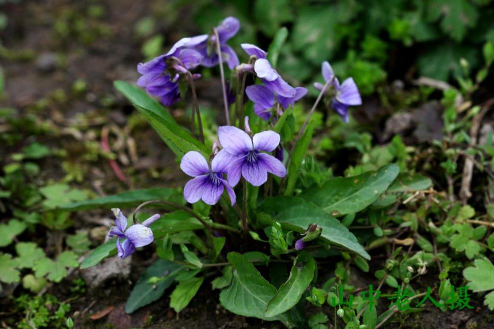 塔城堇菜 塔城堇菜