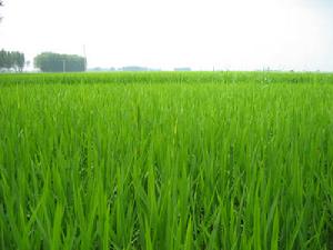 水稻種植基地