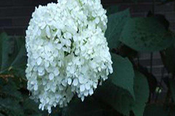 Hydrangea arborescens \x27SMHAMWM\x27 SEASIDE SERENADE BAR HARBOR Hydrangea arborescens \x27SMHAMWM\x27 SEASIDE SERENADE BAR HARBOR