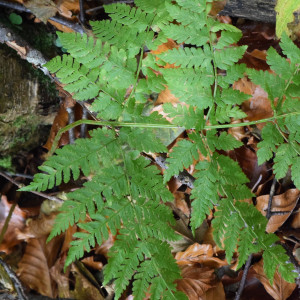 Dryopteris dilatata