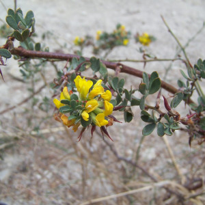 Acmispon dendroideus