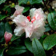 髯花杜鵑 髯花杜鵑